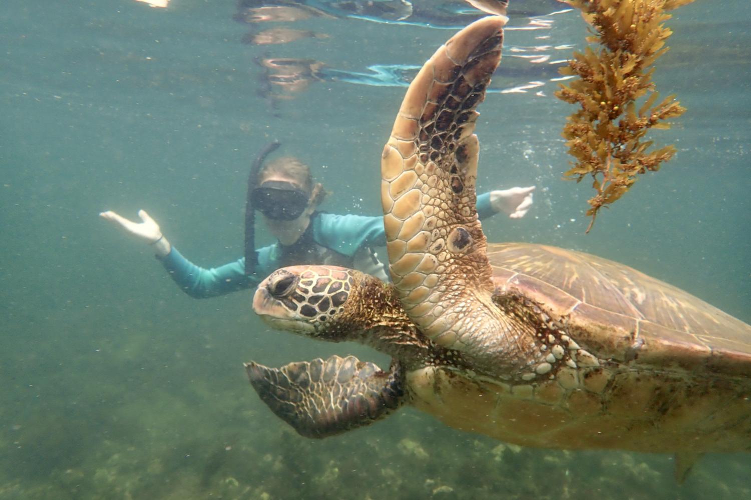 一名<a href='http://pzsbo8q.uc800hr.com'>博彩网址大全</a>学生在Galápagos群岛游学途中与一只巨龟游泳.